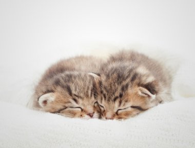 İki sevimli yavru kedi üzerinde beyaz battaniye uyku