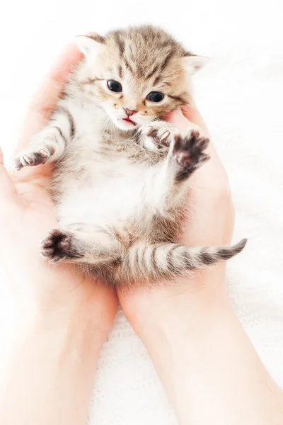 Gatinho bonito em palmas humanas em uma colcha branca — Fotografia de Stock