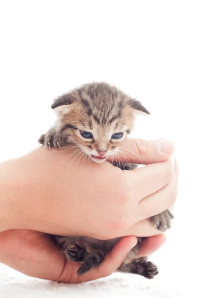 Cute kitty in human hands on a white background — Stock Photo, Image