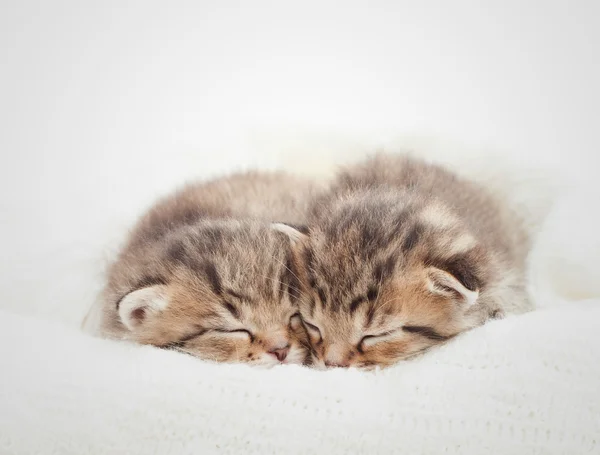 İki sevimli yavru kedi üzerinde beyaz battaniye uyku — Stok fotoğraf