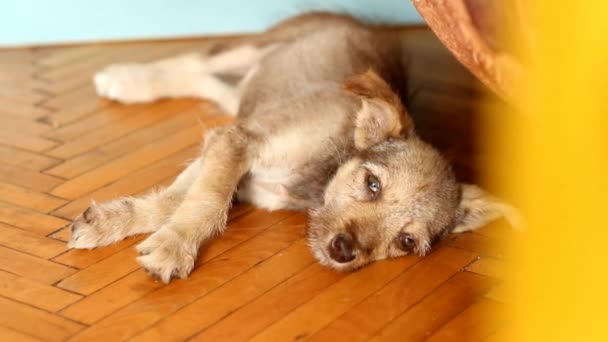 Uyuyan bir köpek yavrusu — Stok video