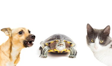 Kaplumbağa, bir kedi ve köpek izole beyaz bir arka plan üzerinde