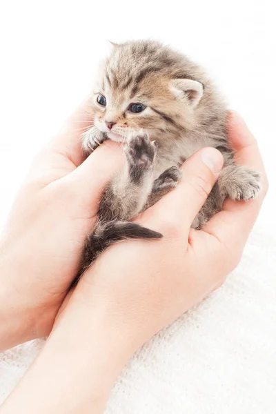 Tabby katje in handen — Stockfoto