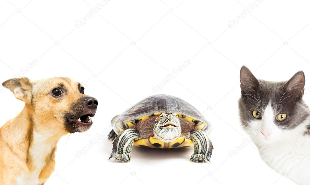 Resultado de imagem para cÃ£o gato e tartaruga