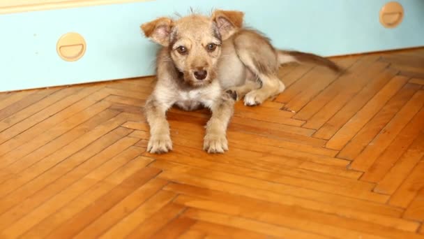 Bonito cachorrinho bege — Vídeo de Stock