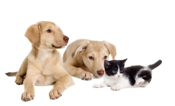 Cucciolo e gattino — Foto Stock