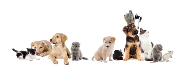 Group of pets — Stock Photo, Image