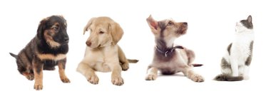 kedi ve köpek arıyorum 