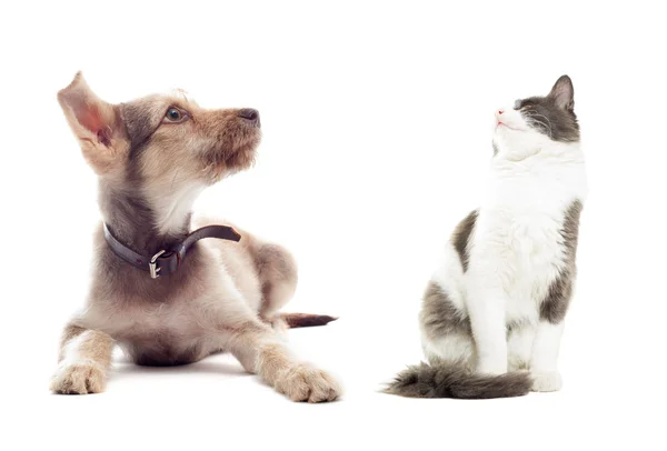 Gato y perro mirando hacia arriba —  Fotos de Stock