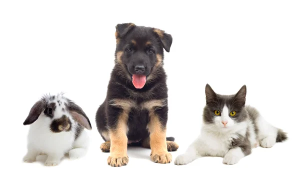 Pisică și câine și iepure — Fotografie, imagine de stoc
