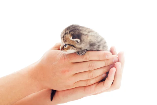 Chaton mignon dans les mains humaines — Photo