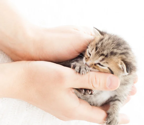 Mooie tabby katje in menselijke handpalmen op een witte deken — Stockfoto