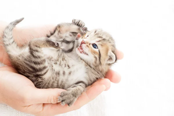 Precioso gatito en manos humanas en un blanco manta —  Fotos de Stock