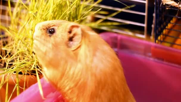 Binnenlandse cavia eten — Stockvideo