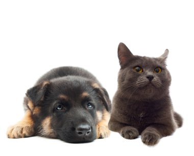 yavru kedi ve köpek yavrusu