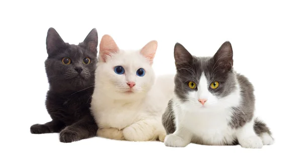 Cats looking — Stock Photo, Image