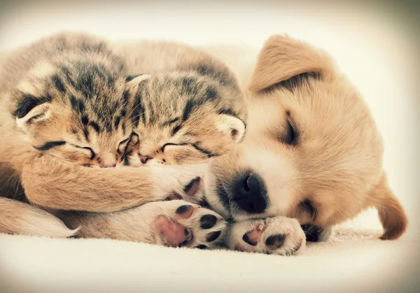 Cachorro e gatinhos dormindo juntos — Fotografia de Stock