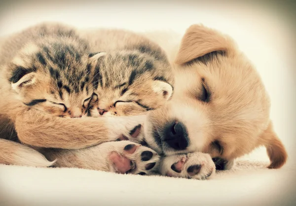 Щеня і кошенята сплять разом Ліцензійні Стокові Зображення