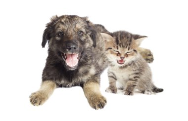 yavru kedi ve köpek yavrusu