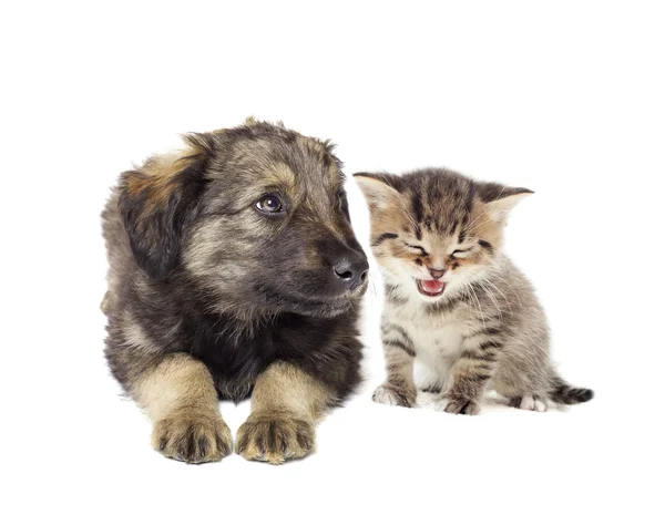 Gatinho e cachorrinho — Fotografia de Stock