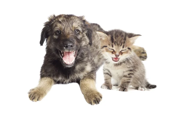 Kitten and puppy — Stock Photo, Image