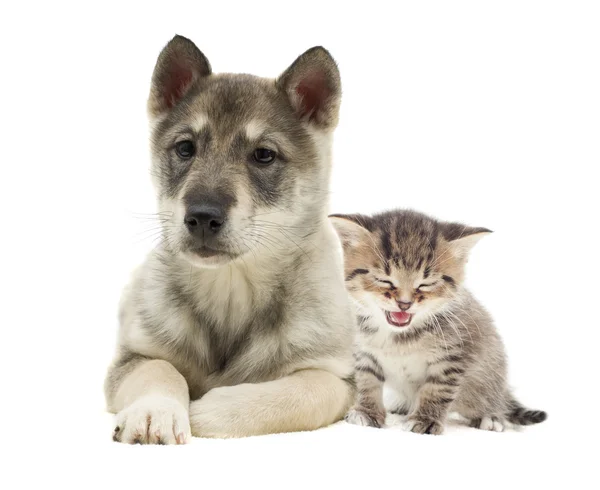 Gatinho e cachorrinho — Fotografia de Stock