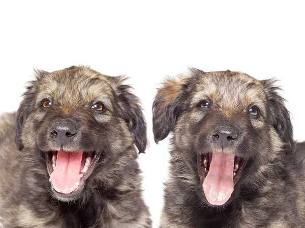 Puppy close-up — Stockfoto