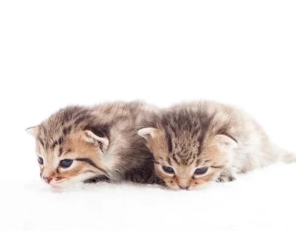 Dois gatinho listrado em um cobertor branco — Fotografia de Stock