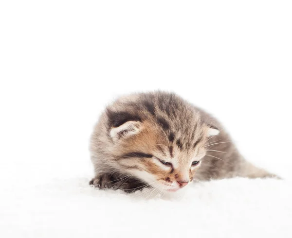 Sleepy tabby kitten on white blanket — Stock Photo, Image