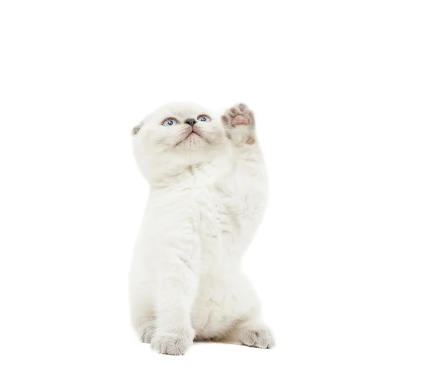 재미 있는 고양이 흰색 배경에 고립에 잡는 다 — 스톡 사진