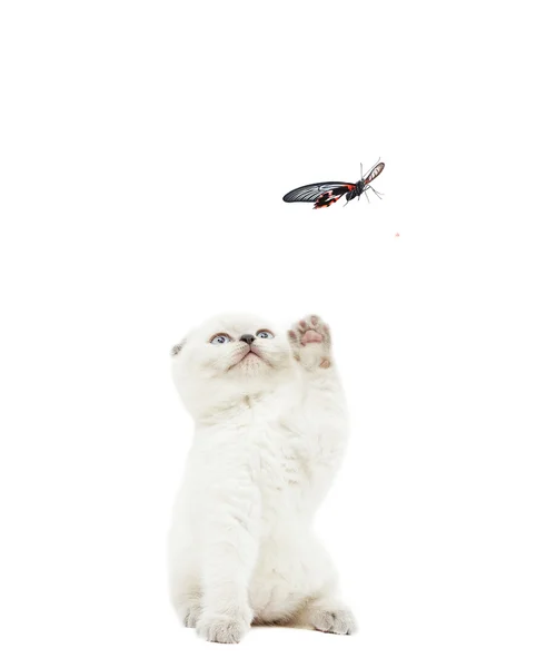 Kitten catches butterfly on white background isolated — Stock Photo, Image