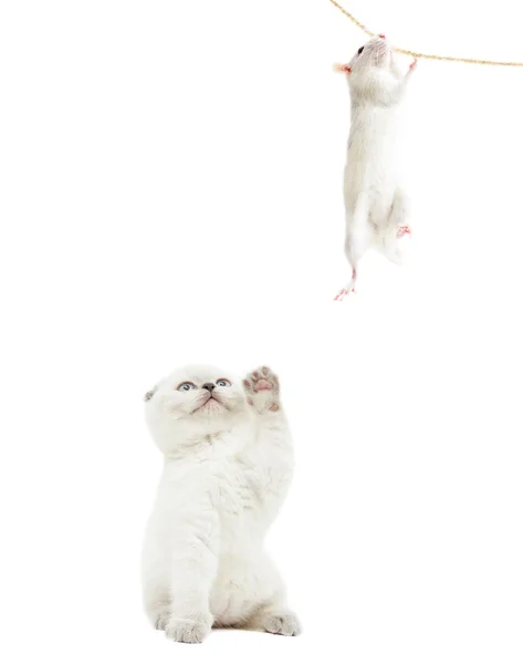 Kitten catches rat on white background isolated — Stock Photo, Image