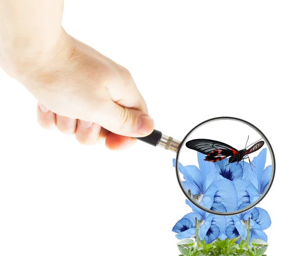 Hand with magnifying glass and butterfly on flowers violets — Stock Photo, Image