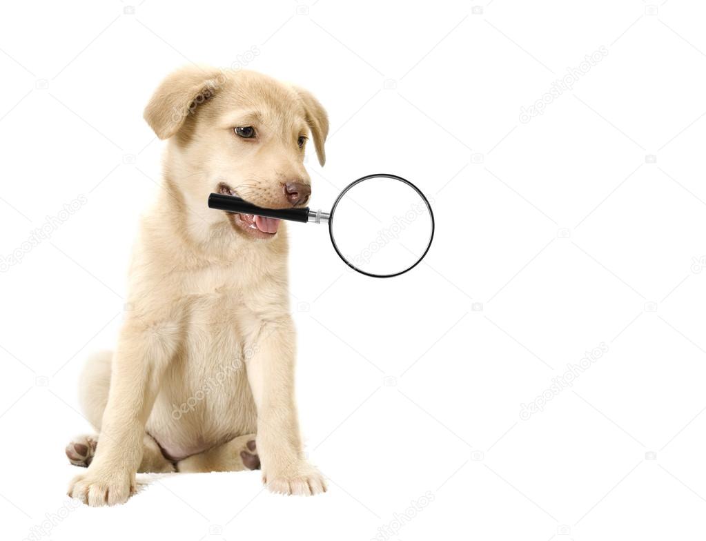 dog holding in teeth a magnifying glass on a white background is