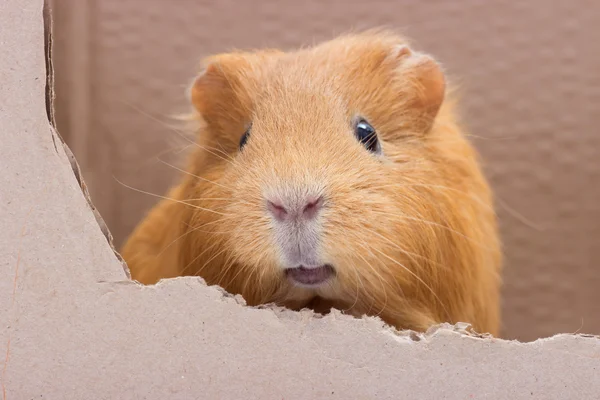 Funny rodent — Stock Photo, Image