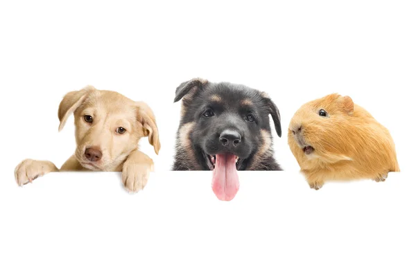 Guinea pig and Puppy peeking — Stock Photo, Image