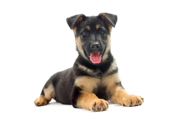 Welpe Deutscher Schäferhund — Stockfoto