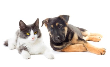 köpek ve kedi seyir