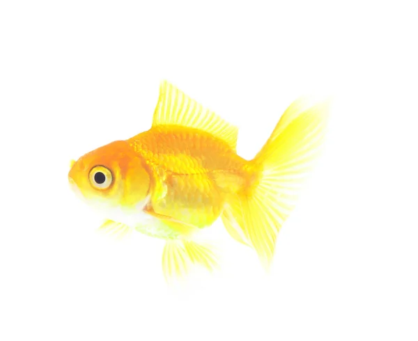 Goldfish on a white background isolated — Stock Photo, Image