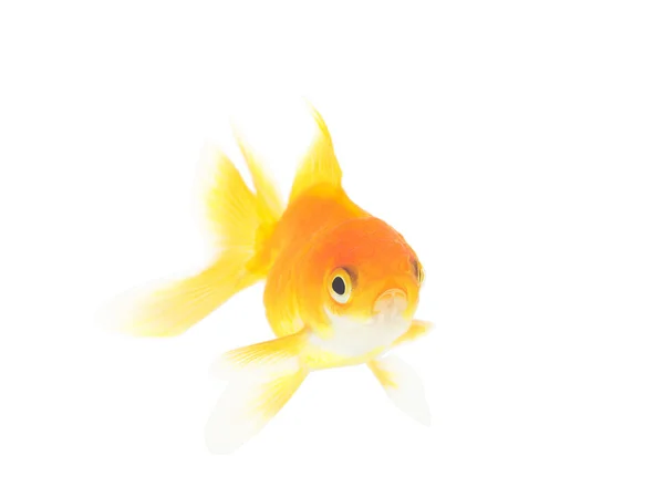 Красива акваріумна риба ізольована на білому тлі — стокове фото