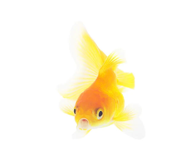 Акваріум золота рибка на білому тлі ізольовані — стокове фото