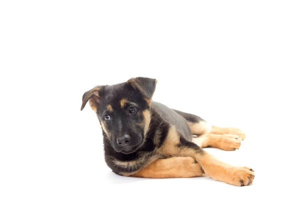 Cachorro olhando, pastor alemão — Fotografia de Stock