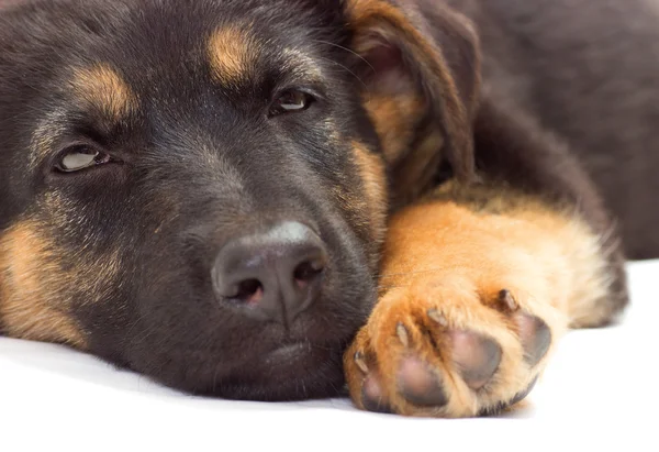 Uyuyan bir köpek yavrusu — Stok fotoğraf