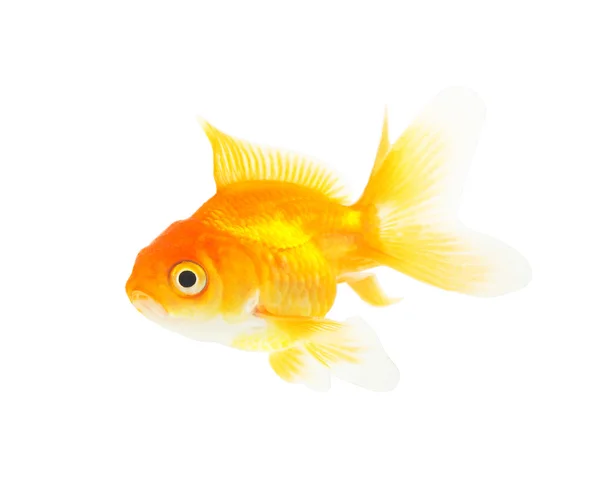 아름 다운 수족관 물고기 흰색 배경에 고립 — 스톡 사진