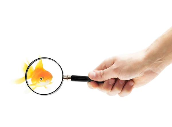 Goldfish under a magnifying glass isolated on white background — Stock Photo, Image