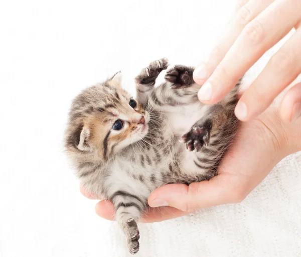 Kotě v lidské ruce — Stock fotografie