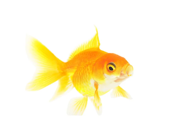 Золота рибка ізольована на білому тлі — стокове фото