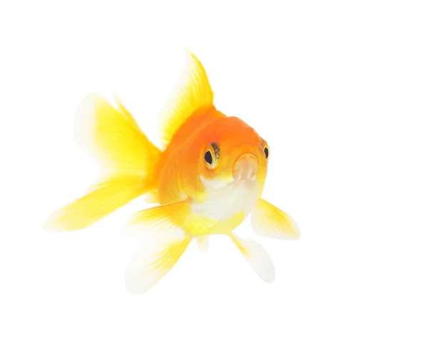 Fish on a white background isolated — Stock Photo, Image