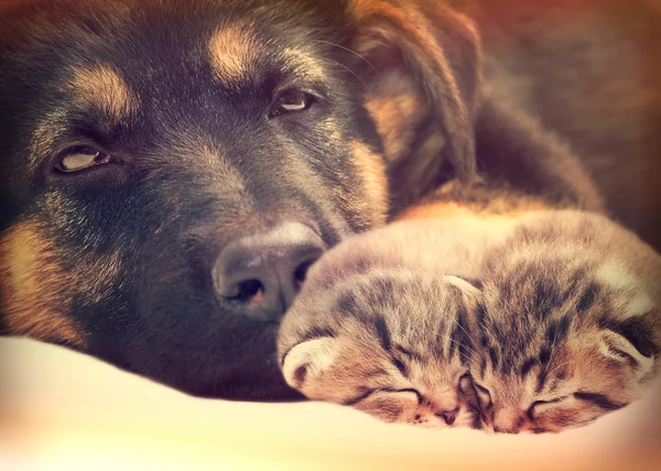 Котенок и щенок спят — стоковое фото