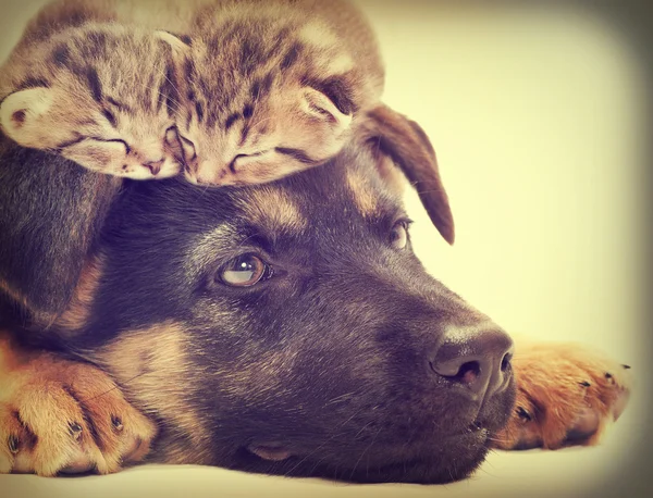 Yavru kedi ve köpek yavrusu — Stok fotoğraf